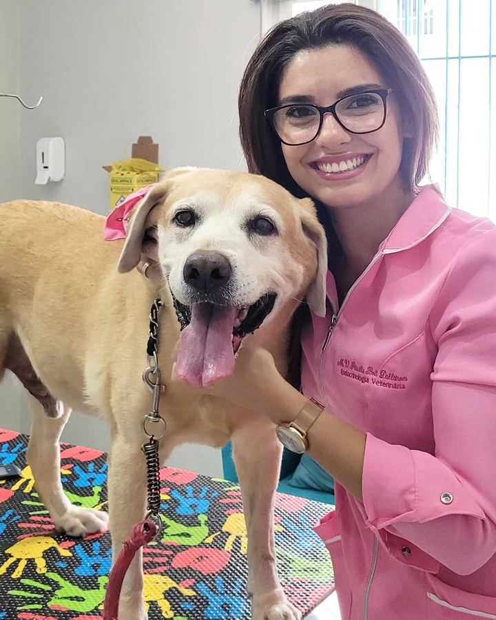 Apolo, Labrador, 11 anos — paciente da Bolt Vet Care