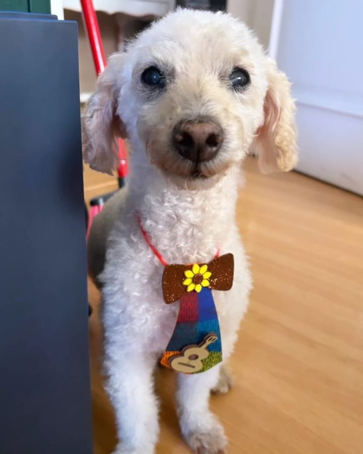 Billy, Poodle, 15 anos — paciente da Bolt Vet Care