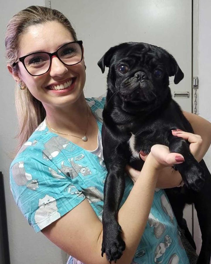 Dom, Pug, 2 anos — paciente da Bolt Vet Care