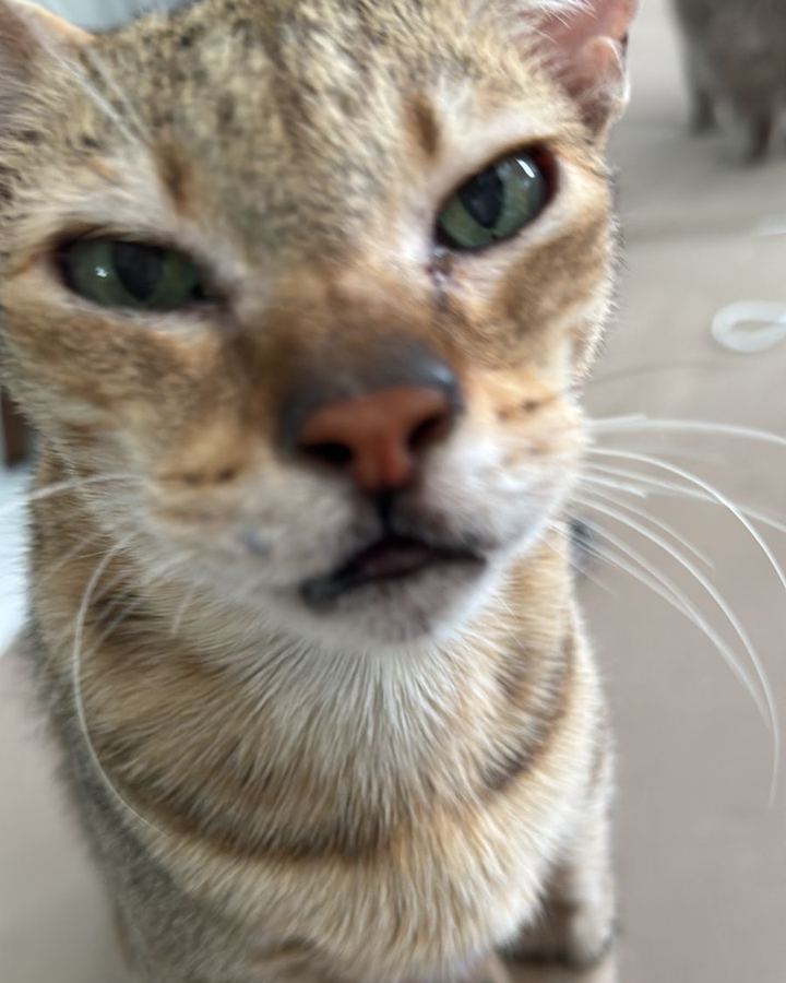 Félix, Savannah, 15 anos — paciente da Bolt Vet Care