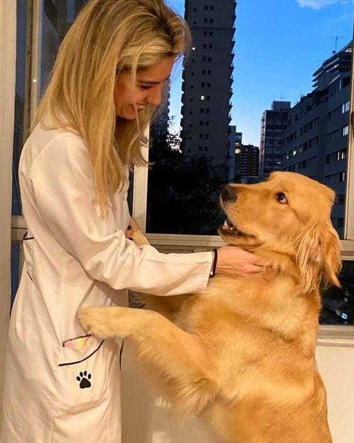 Maple, Golden Retriever, 3 anos — paciente da Bolt Vet Care