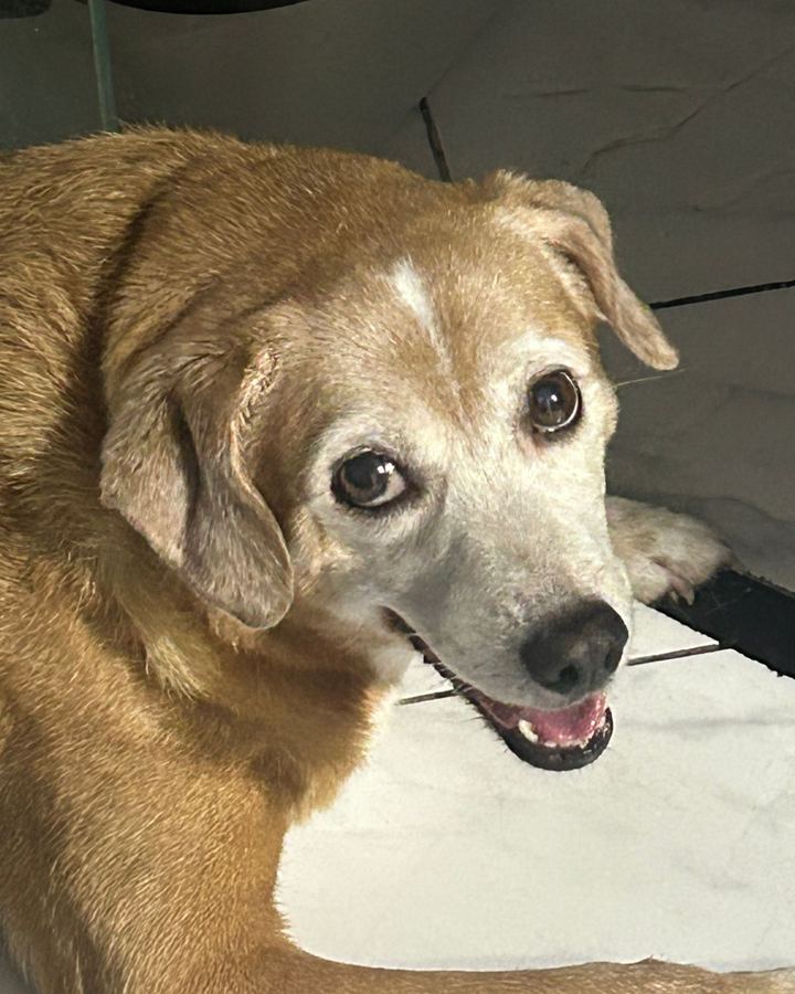 Mia, SRD, 9 anos — paciente da Bolt Vet Care