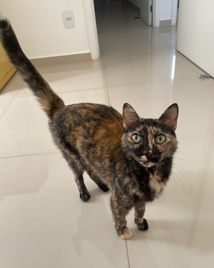 Minna, SRD, 7 anos — paciente da Bolt Vet Care