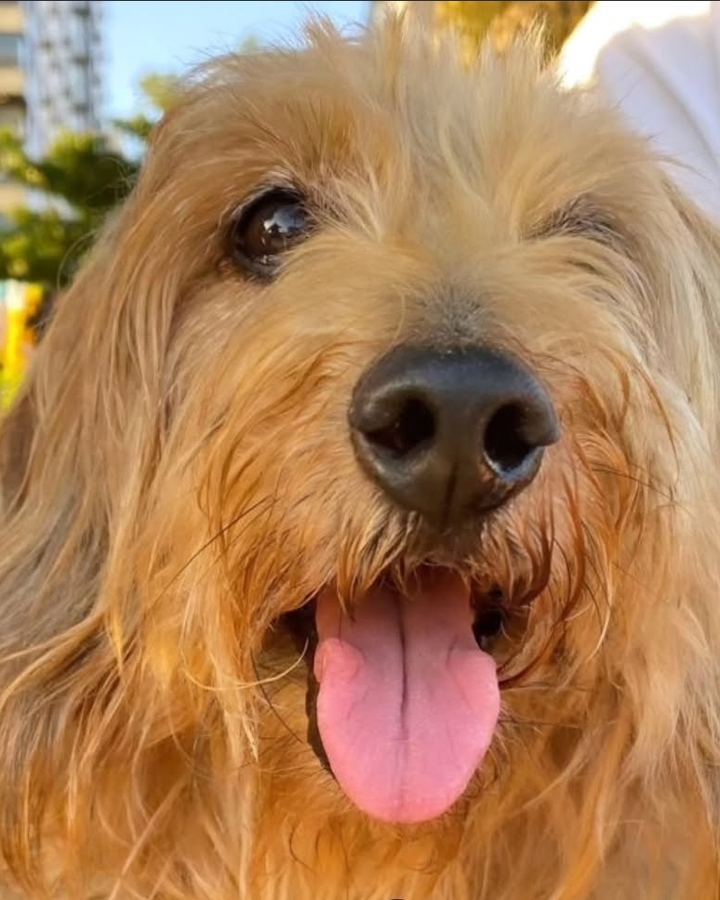 Rarê, Dachshund, 14 anos — paciente da Bolt Vet Care